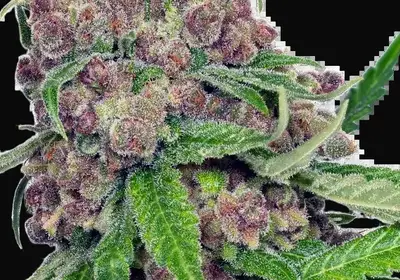 Cherry Bacio Feminized