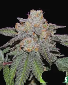 Cherry Bomb Auto