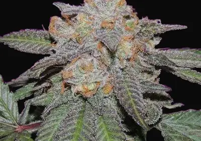Cherry Bomb Auto