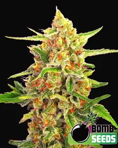 Cherry Bomb