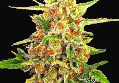 Cherry Bomb