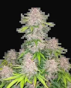 Cherry Cola Auto