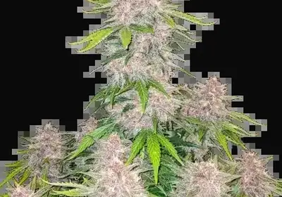 Cherry Cola Auto