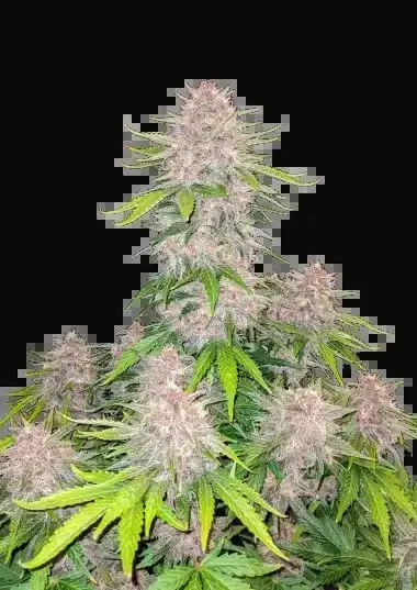 Cherry Cola Auto