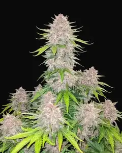 Cherry Cola Auto