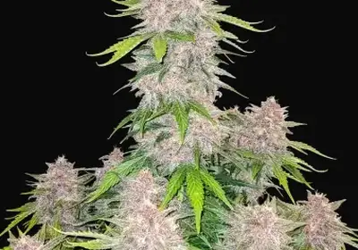 Cherry Cola Auto