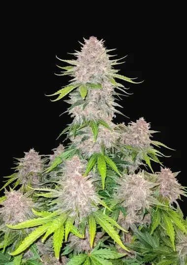 Cherry Cola Auto