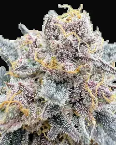 Cherry Cola Auto RF3