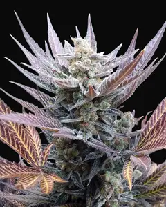 Cherry Cookies