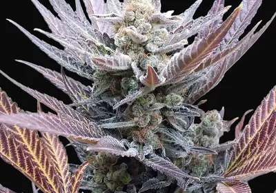 Cherry Cookies