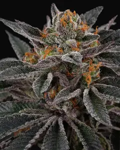 Cherry Crisp