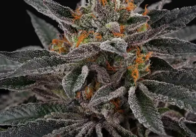 Cherry Crisp