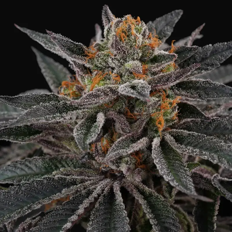 Cherry Crisp