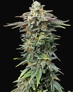Cherry Dream