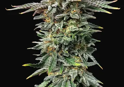 Cherry Dream
