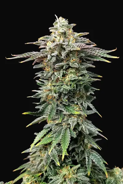 Cherry Dream