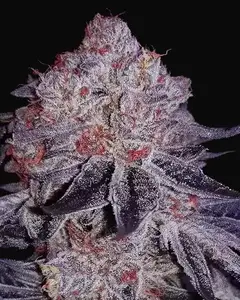 Cherry Gar-See-Ya R1