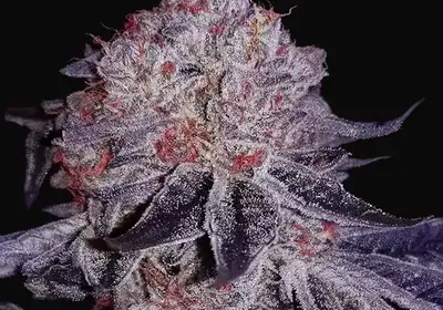 Cherry Gar-See-Ya R1