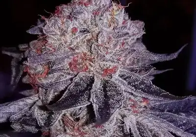 Cherry Gar-See-Ya R1