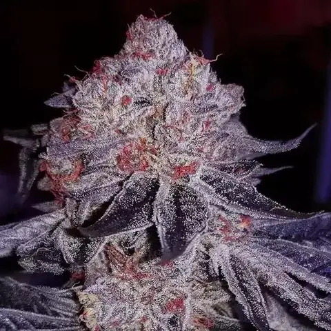Cherry Gar-See-Ya R1