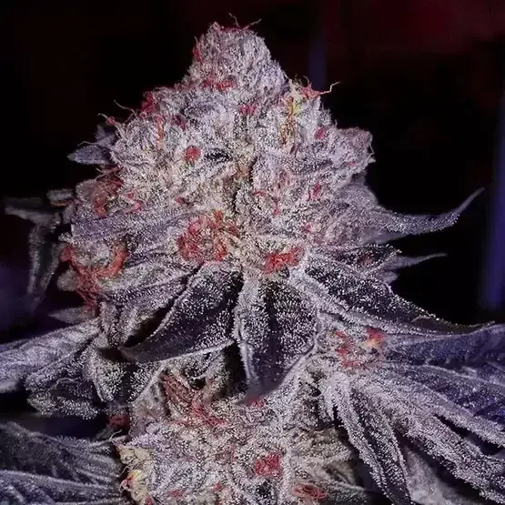 Cherry Gar-See-Ya R1