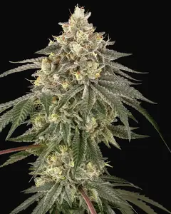 Cherry Gas Feminized