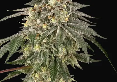 Cherry Gas Feminized
