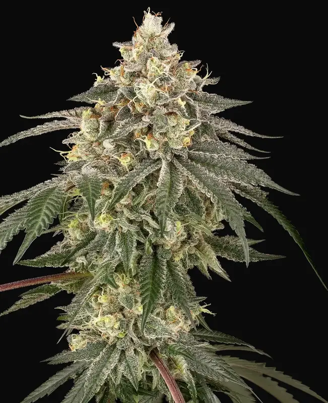 Cherry Gas Feminized