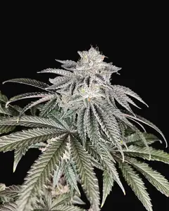 Cherry Melt