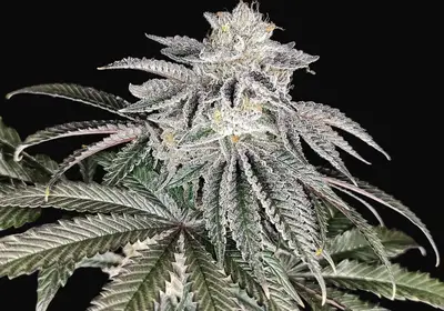 Cherry Melt