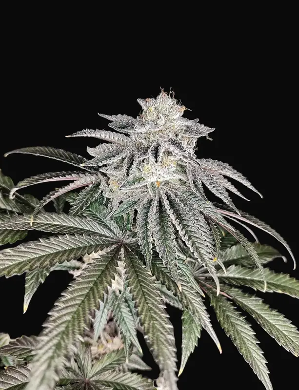 Cherry Melt