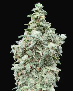 Cherry Pie