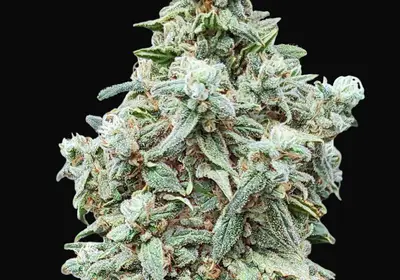 Cherry Pie
