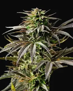Cherry Pie Auto