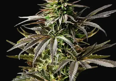 Cherry Pie Auto