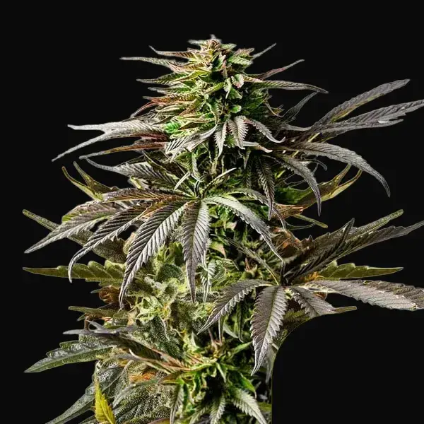 Cherry Pie Auto