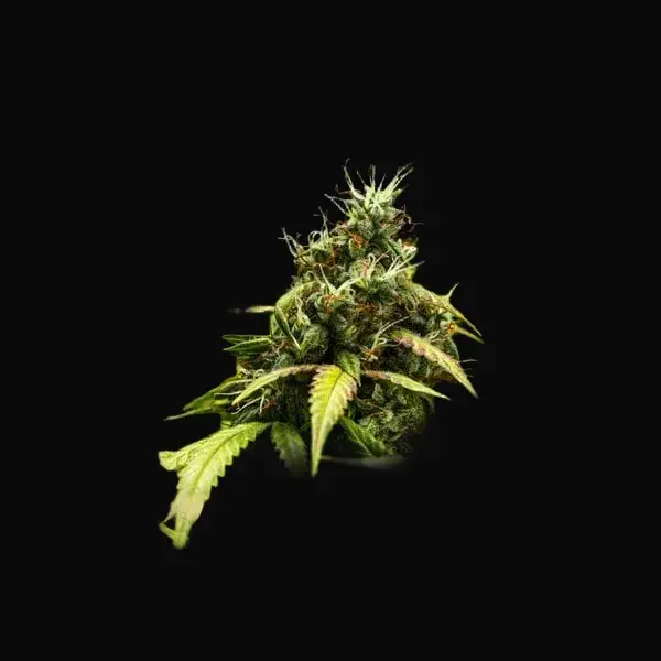 Cherry Pie Auto — zdjęcie 12
