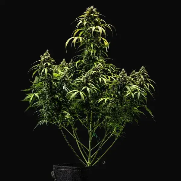 Cherry Pie Auto — zdjęcie 4