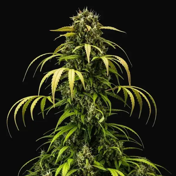 Cherry Pie Auto — zdjęcie 9