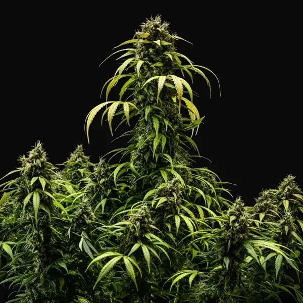 Cherry Pie Auto — zdjęcie 5