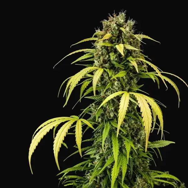 Cherry Pie Auto — zdjęcie 11