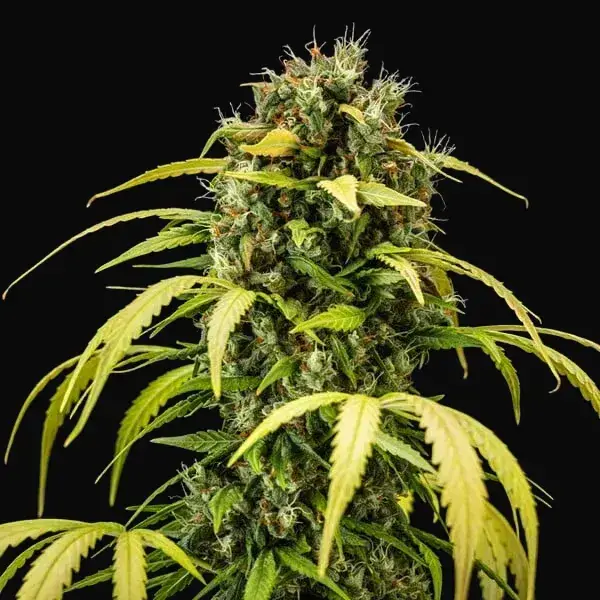 Cherry Pie Auto — zdjęcie 7