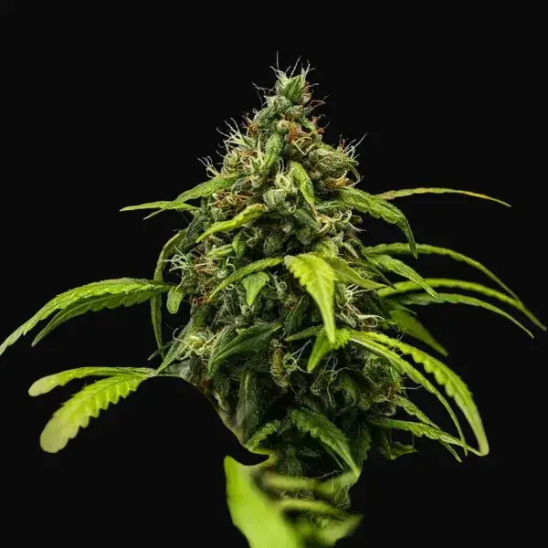 Cherry Pie Auto — zdjęcie 6