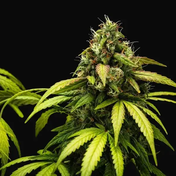 Cherry Pie Auto — zdjęcie 8