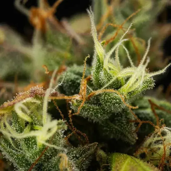 Cherry Pie Auto — zdjęcie 2