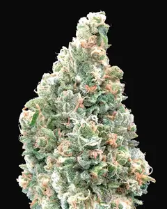 Cherry Pie Fast