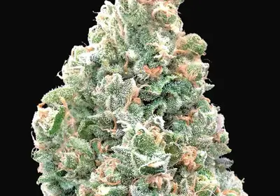 Cherry Pie Fast