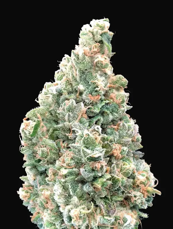 Cherry Pie Fast