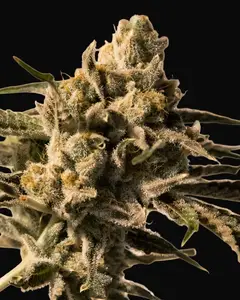 Cherry Pie Fast