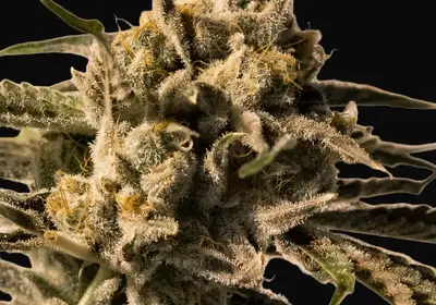 Cherry Pie Fast